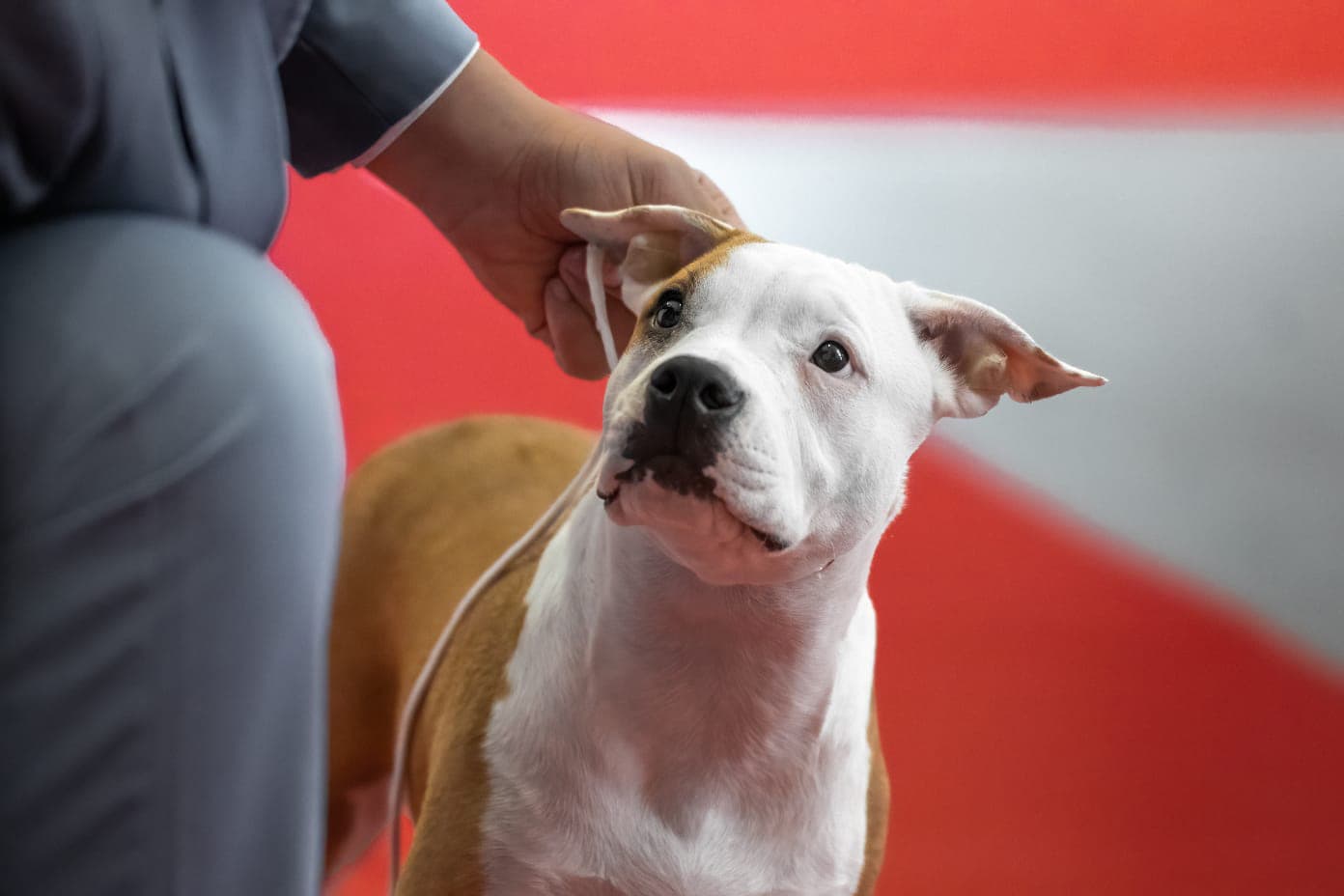 American Staffordshire Terrier campeão