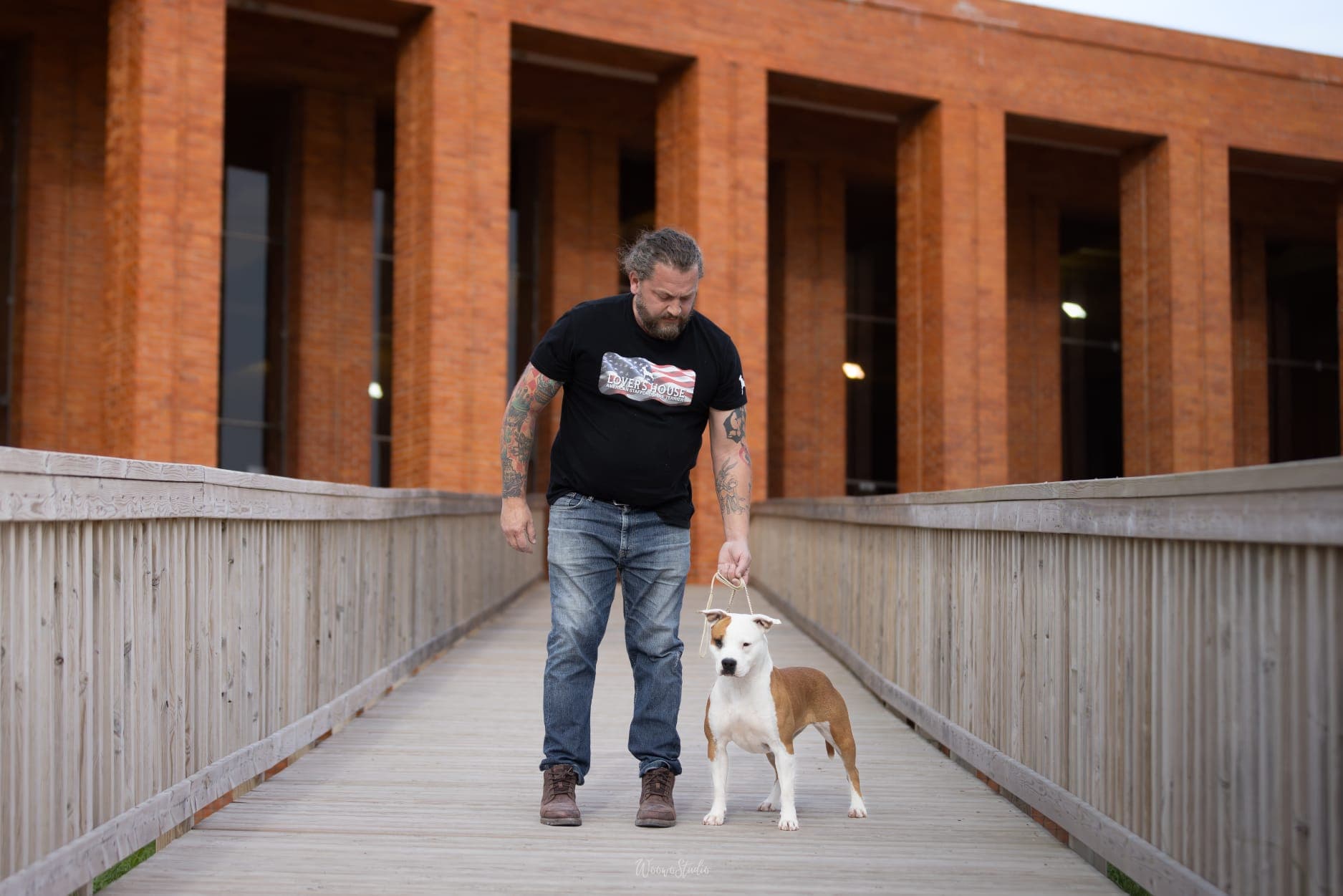 American Staffordshire Terrier