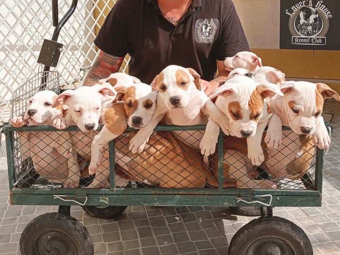 No Lovershouse, cada cachorro nasce com história, futuro e a garantia de um verdadeiro Amstaff.