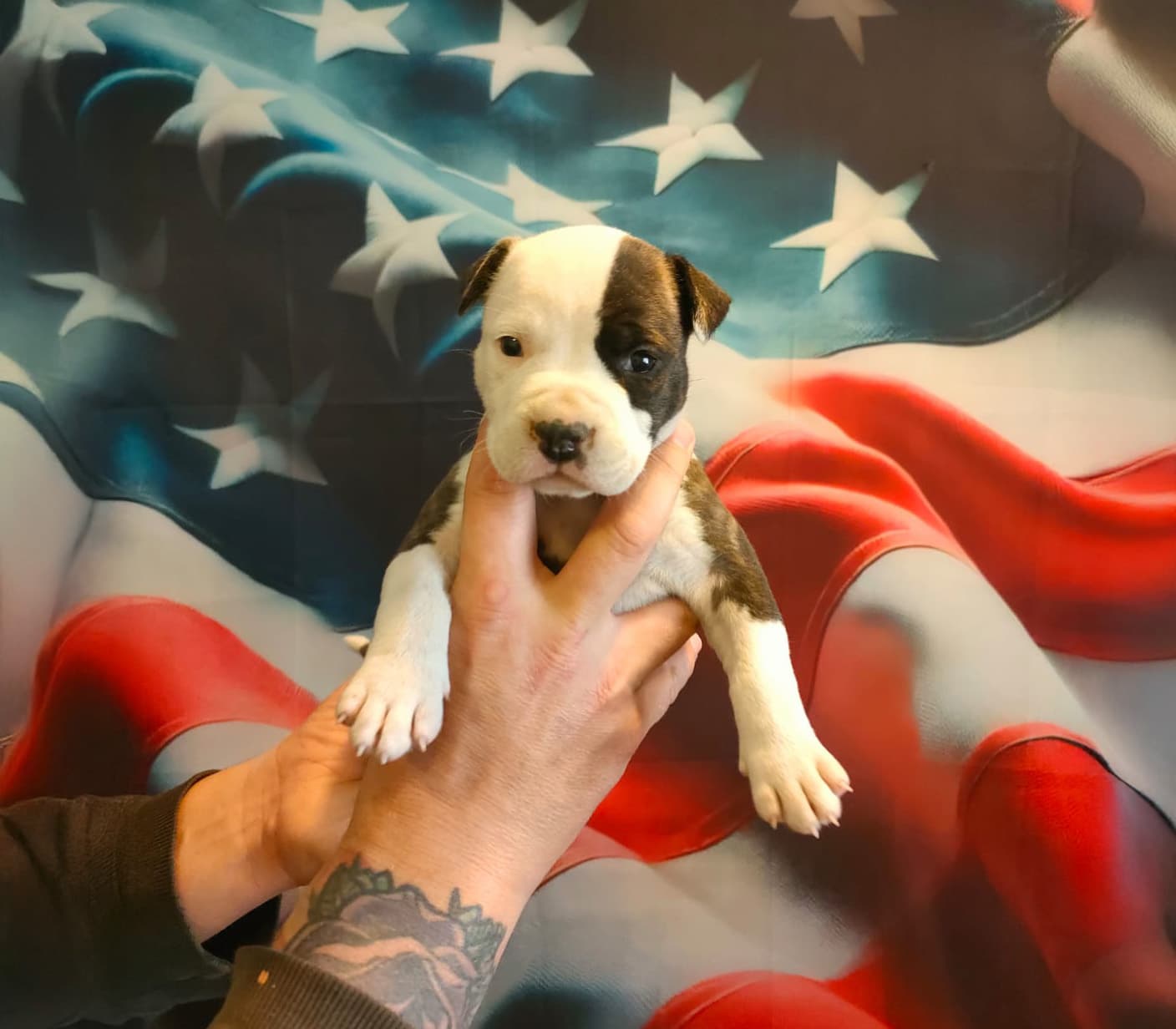 Genética de excelência, caráter equilibrado — a marca Lovershouse em cada detalhe.