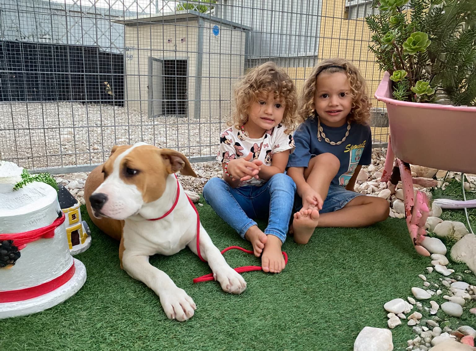 Equilibrio no carácter, segurança no lar! O verdadeiro Amstaff Lovershouse.